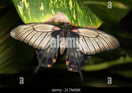 Mariposa tropical de cola de cisne descansando en una foto de hoja verde Foto de stock