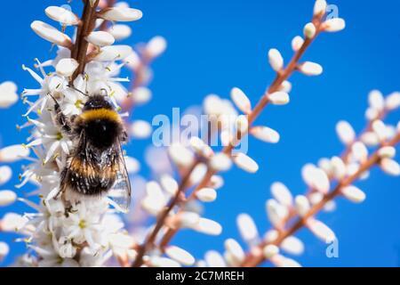 Quorn, Reino Unido - May2020: La abeja que recoge néctar forma una flor Cordyline Foto de stock