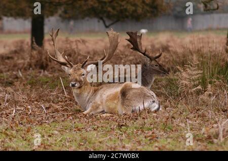 Deer Richmond Park Surrey Reino Unido Deer Richmond Park Surrey Reino Unido