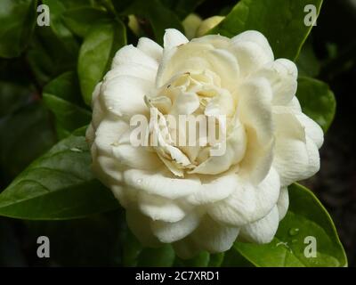 Hermosos jazmines blancos están floreciendo Fotografía de stock - Alamy