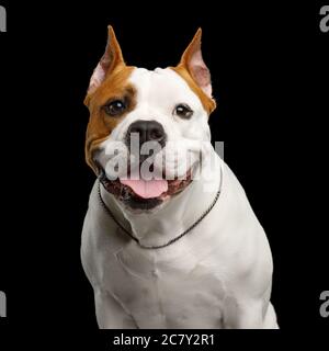 Retrato de un feliz perro americano Staffordshire Terrier mirando en la cámara y sonrisa aisladas sobre fondo negro Foto de stock