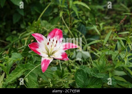 El lirio, Azucena, lilium, estambre, gota de rocío, de cerca, de cerca, la  paz, la flor, flores, blancas, macro, arum lily Fotografía de stock - Alamy