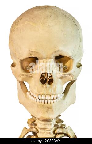 Vista frontal de un cráneo humano antiguo aislado sobre un fondo blanco Foto de stock