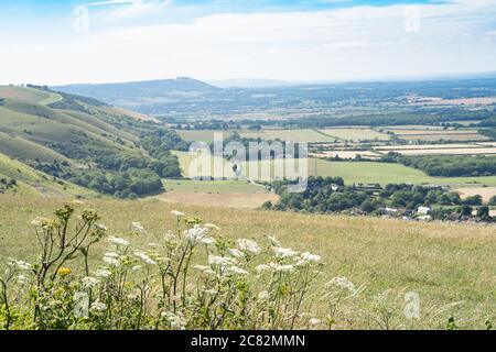 Devil's Dyke Valley, South Downs, Sussex, Reino Unido hacia Fulking y más allá con flores silvestres en primer plano Foto de stock