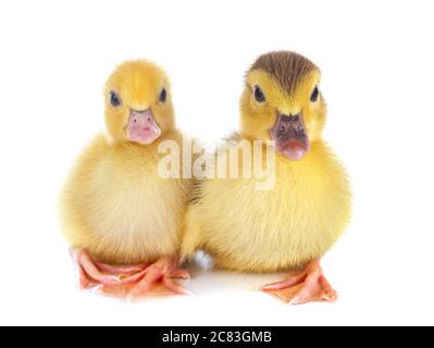 pequeños patos delante de fondo blanco