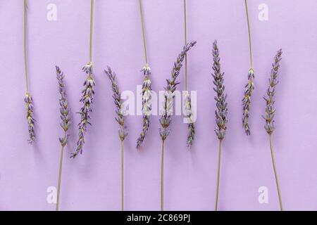 Patrón de lavanda. Flores de color púrpura vistas desde arriba sobre un fondo violeta