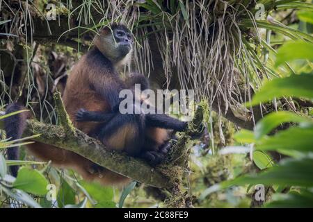 Mono araña de Geoffroy (Ateles geoffroyi) hembra con su bebé. Estación Biológica la Selva. Costa Rica. Foto de stock