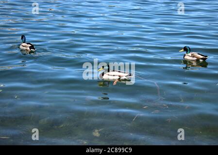 Pato en el lago de Saint Moritz Foto de stock