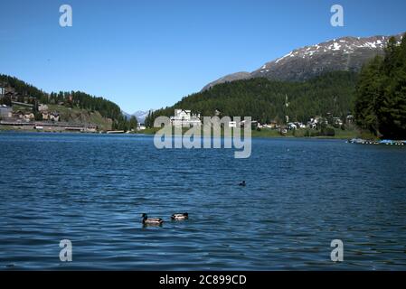 Pato en el lago de Saint Moritz Foto de stock