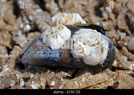 Mussel Mytilus edulis común cubierto de Barnacles lavado en la playa Foto de stock