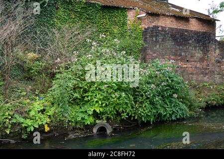 Himalayan Balsam Impatiens glandulifera, creciendo en las orillas del río Stour cerca de Stourbridge. Midlands del Oeste. REINO UNIDO Foto de stock