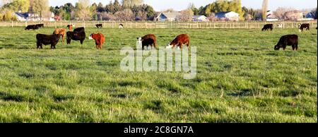 Razas mixtas de ganado pastando en un pasto privado Foto de stock