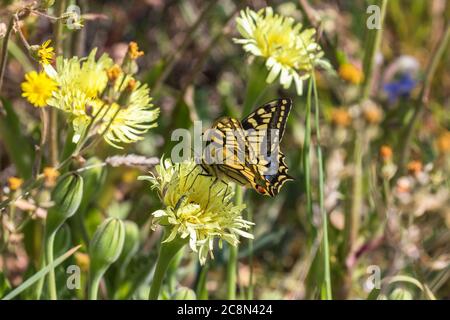 Swallowtail chupar néctar de una flor