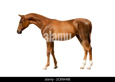 Joven caballo de castaño de pie, aislado sobre un fondo blanco Foto de stock