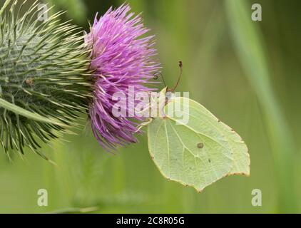 Mariposa de azufre, Gonepteryx rhamni hembra adulta sola alimentándose en el cardo de Spear, Cirsium vulgare, Worcestershire, Reino Unido.