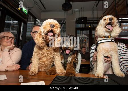 Cockapoo y evento de perros de raza Bulldog francés en Shoreditch, donde los dueños de perros traen a sus perros al café para una reunión en el este de Londres, Reino Unido. Foto de stock