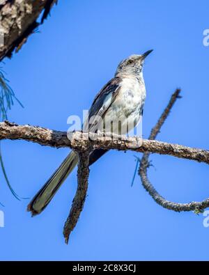 Sarasota, USA, 26 de julio de 2020 - un ave Mockingbird del Norte (Mimus polyglottos) persiguiendo en un árbol en Sarasota, Florida. Crédito: Foto de Enrique Shore Foto de stock
