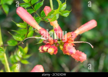 Campsis radicans, vid trompeta, flores rojas superlentas en el jardín macro enfoque selectivo