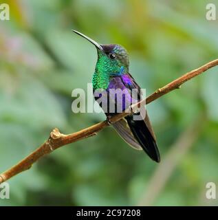 Coronado Woodninfa, Violeta coronado Woodninfa (Thalurania colombica), macho encaramado en una rama, Costa Rica