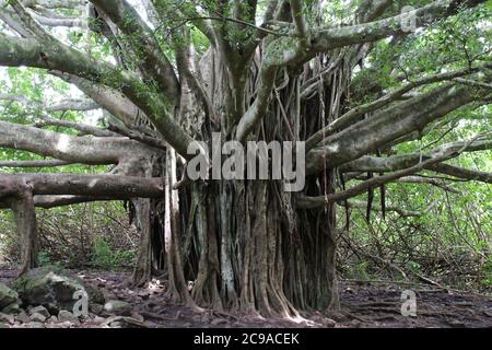 Un enorme árbol baniano ubicado en el camino Pipiwai en el Parque Nacional Haleakala, Maui, Hawaii, Estados Unidos Foto de stock