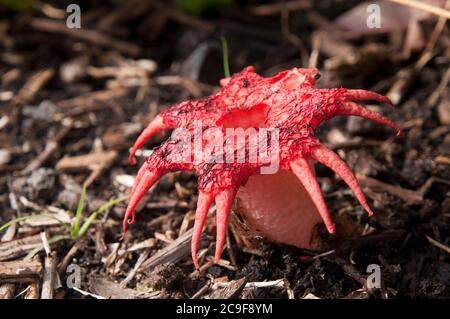 Sydney Australia, rojo de color aseroe rubra u hongo de estrella de mar es un miembro de la familia de cuernos de estinca Foto de stock