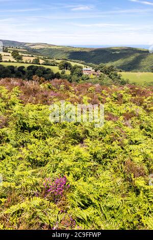 Parque Nacional Exmoor - la vista hacia Cloutsham desde el camino en Dunkery Hill que conduce a Dunkery Beacon, Somerset Reino Unido