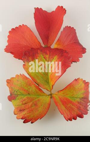 las hojas se enrojecen a medida que se acerca el otoño, aisladas sobre fondo blanco, en formato vertical