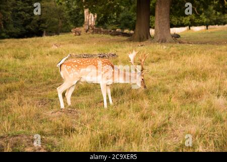 Ciervo rojo solo en Richmond Park, Londres. Foto de stock