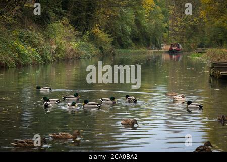 El canal Chesterfield cerca de Tapton Lock, Chesterfield, Derbyshire, Reino Unido Foto de stock
