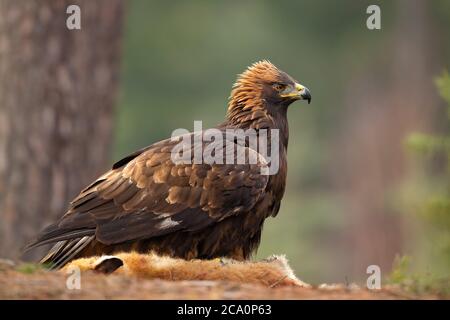 El águila dorada (Aquila chrysaetos) es una de las aves rapaces más conocidas del hemisferio norte. Es la especie de águila más ampliamente distribuida Foto de stock