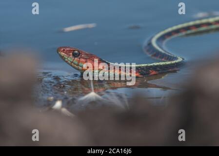 Una serpiente de color rojo de California (Thamnophis sirtalis infernalis), posiblemente una de las serpientes más bellas de América del Norte.