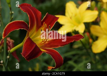 Calor venusiana. Las flores rojas daylily. Bellas flores rojas daylily.  Garganta Amarilla. Azucenas amarillas rojas florecen en el verano  Fotografía de stock - Alamy