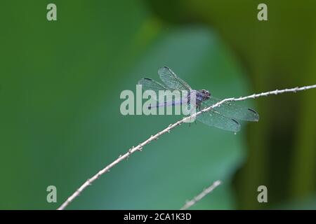 Macro de libélula blueish en ramita muerta