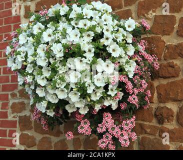 Cesta colgante, combinación blanca y rosa, petunias Foto de stock