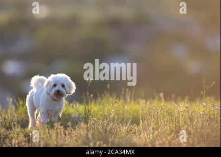 Perro maltés en el campo al atardecer.
