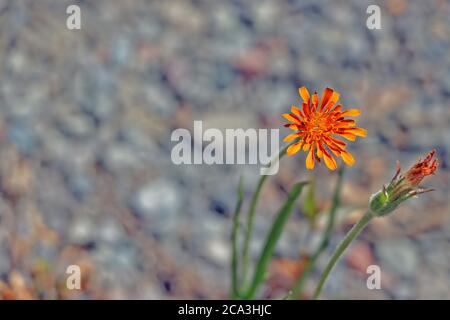 Agoseris naranja o diente de león de montaña (Aagoseris aurantiaca). Una planta en la familia del girasol.