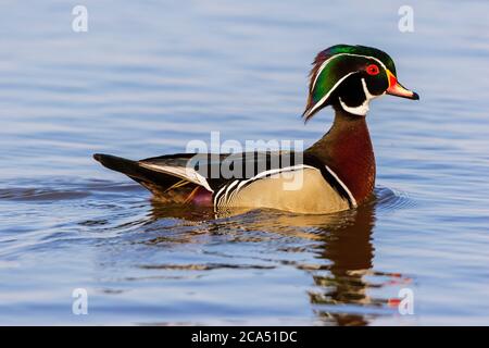 Vista lateral de macho Wood Duck (Aix sponsa) natación en el lago, Marion Co., Illinois, EE.UU Foto de stock