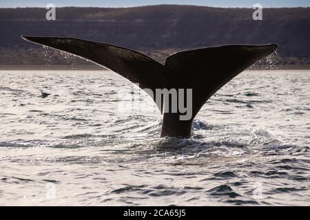 Una cola de ballena derecha del sur en Península Valdés, Argentina. Foto de stock