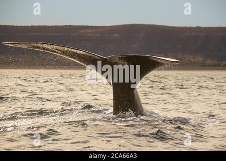 Cola de la ballena franca austral en Puerto Piramides, Península Valdés, Patagonia, Argentina Foto de stock