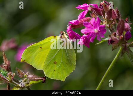 Mariposa común de azufre en la flor rosa de campion Rojo