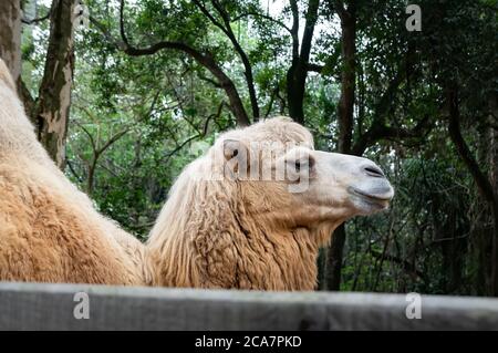 Camel Bactrian (Camelus bactrianus - ungulados grandes y uniformes nativos de las estepas de Asia Central y el camello vivo más grande) en el parque Zoo Safari Foto de stock