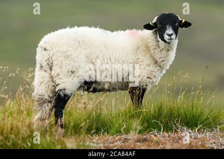Cordero de Swaledale en verano. Mirando hacia adelante y se paró en una pradera áspera en un moor del Grouse en Yorkshire del Norte. Las ovejas swaledale son nativas de la zona. Foto de stock