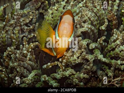 Anemonefish de Clark, Amphiprion clarkii, en un Anemone, Tulamben, Bali Foto de stock