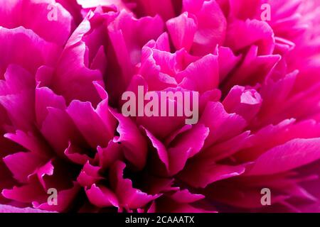 Detalle de primer plano de la flor de la peonía rosa (paeonia)