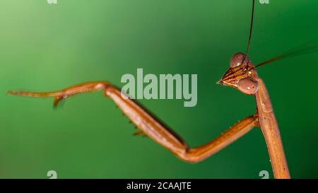 retrato de un mantis marrón rezando sobre un fondo verde, largas antenas y grandes ojos facetados, este insecto gracioso es un espantoso depredador Foto de stock