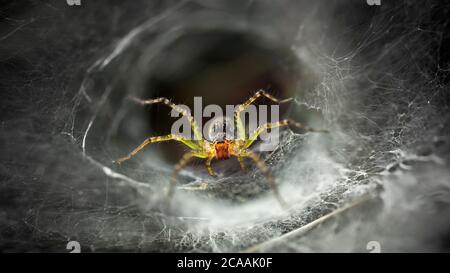 araña amarilla que protege su web, macro fotografía de este frágil y gracioso aracnido, pero espantoso depredador para los atrapados Foto de stock