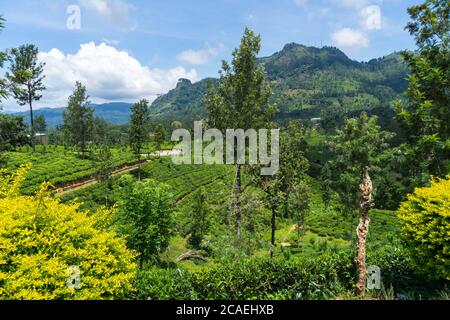 Hermosa vista sobre plantación de té cerca de Nuwara Eliya, Sri Lanka