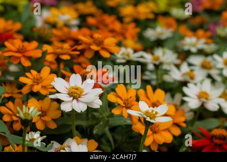 Flores de colores fondo con enfoque selectivo, fondo borroso. Flores de margaritas, flor de zinnia Foto de stock