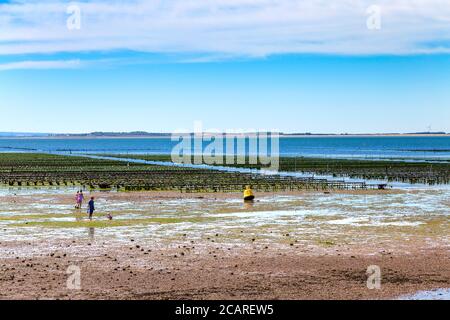 Oyster beds in the sea, Whitstable, Kent, Reino Unido Foto de stock