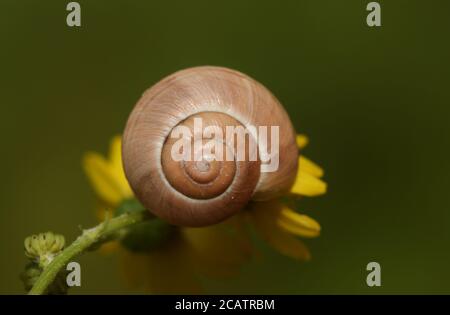 Un pequeño caracol descansando sobre una flor en un prado en el Reino Unido.